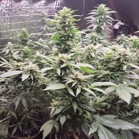 Moby 🍆  growlog timeline photo