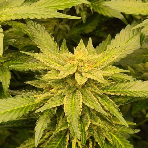 Moby 🍆  growlog timeline photo