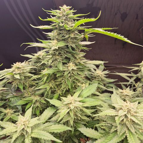 Moby 🍆  growlog timeline photo
