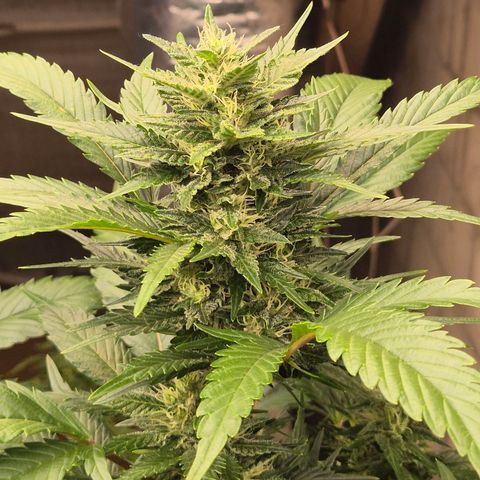 Moby 🍆  growlog timeline photo