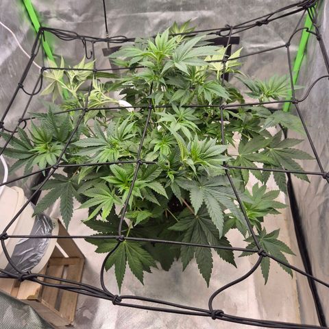 Biscotti (56-70bt) growlog timeline photo