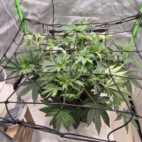 Biscotti (56-70bt) growlog timeline photo