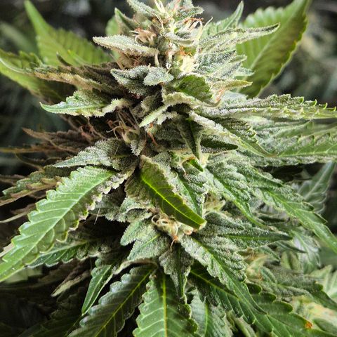 Moby 🍆  growlog timeline photo