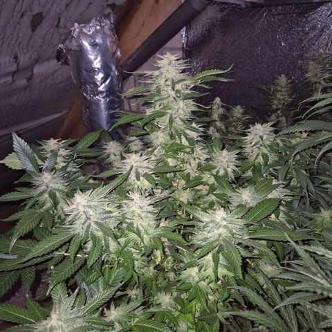 Moby 🍆  growlog timeline photo