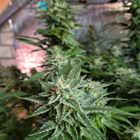 Moby 🍆  growlog timeline photo