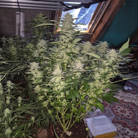 Moby 🍆  growlog timeline photo