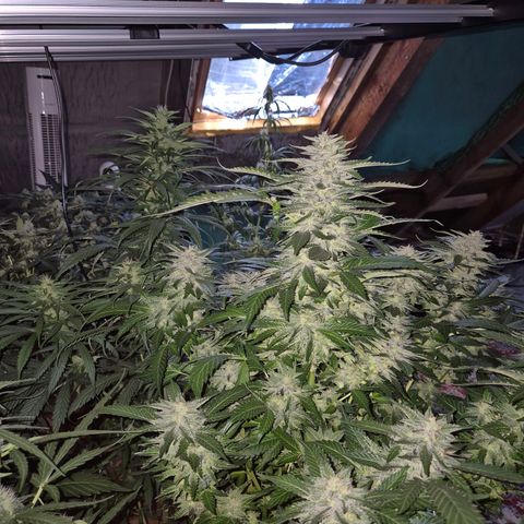 Moby 🍆  growlog timeline photo