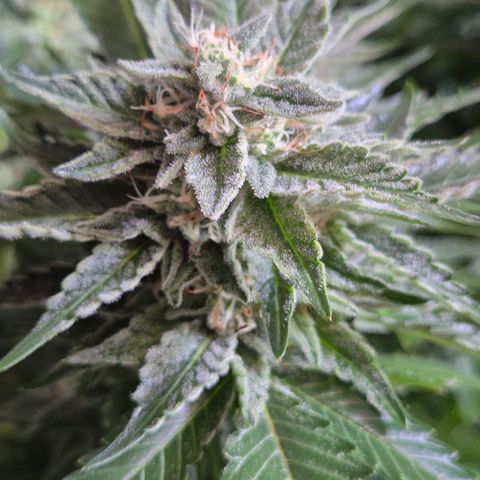 Moby 🍆  growlog timeline photo