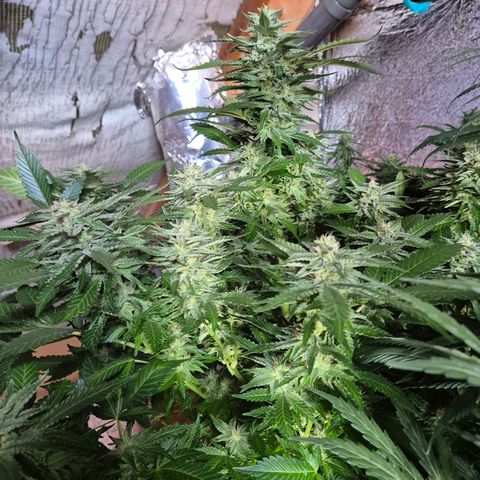 Moby 🍆  growlog timeline photo