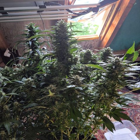 Moby 🍆  growlog timeline photo