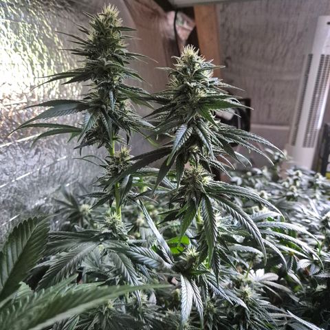 Moby 🍆  growlog timeline photo