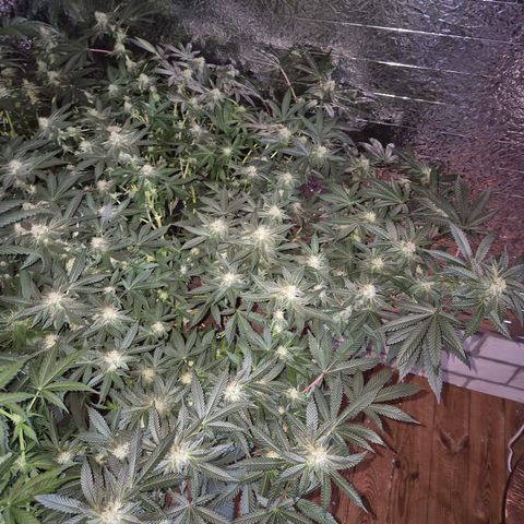 Apple crumble Ben growlog timeline photo