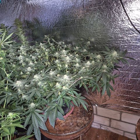Apple crumble Ben growlog timeline photo