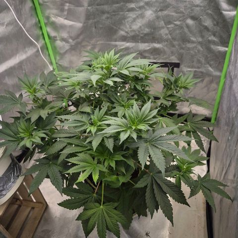 Biscotti (56-70bt) growlog timeline photo