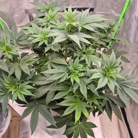 Biscotti (56-70bt) growlog timeline photo