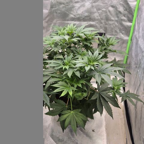 Biscotti (56-70bt) growlog timeline photo