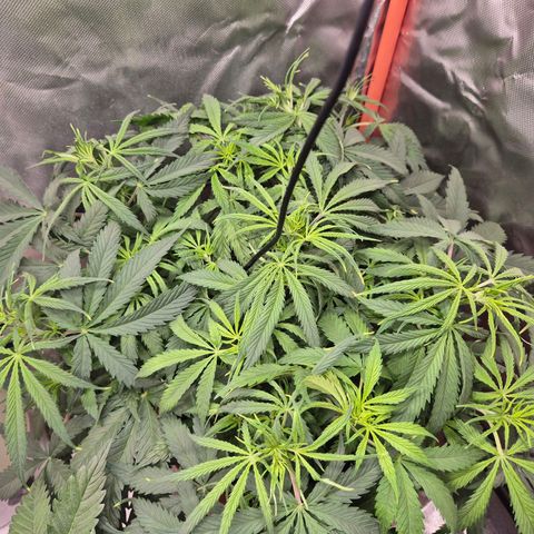 Afghani #1 (45-50bt) growlog timeline photo