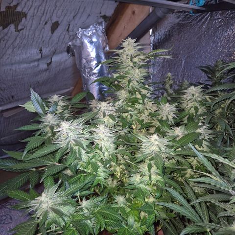 Moby 🍆  growlog timeline photo