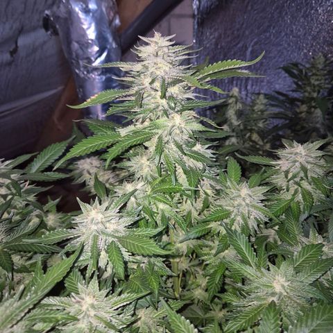 Moby 🍆  growlog timeline photo
