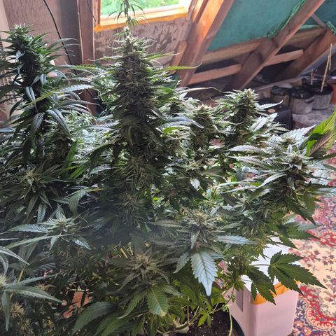 Moby 🍆  growlog timeline photo