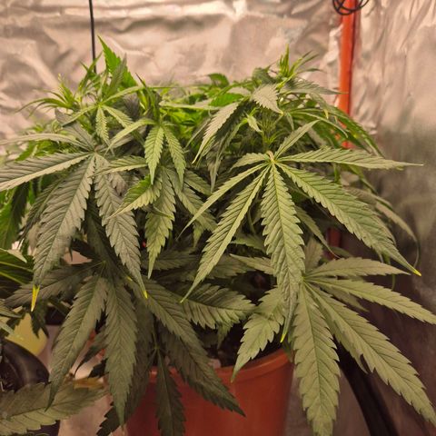 Afghani #1 (45-50bt) growlog timeline photo
