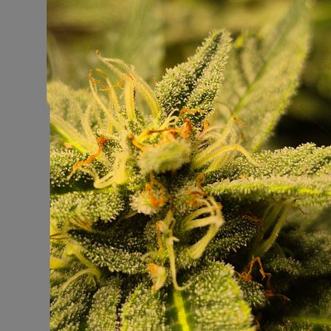 Moby 🍆  growlog timeline photo