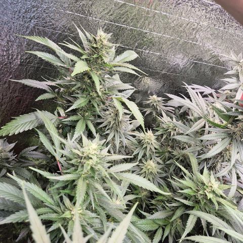 Moby 🍆  growlog timeline photo