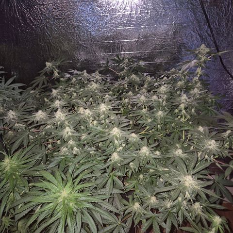 Apple crumble Ben growlog timeline photo