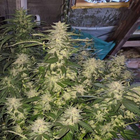Moby 🍆  growlog timeline photo