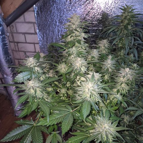 Moby 🍆  growlog timeline photo