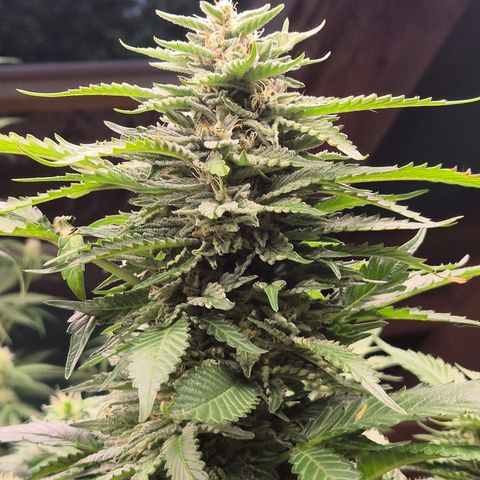 Moby 🍆  growlog timeline photo
