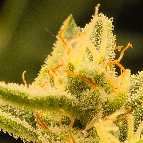 Moby 🍆  growlog timeline photo