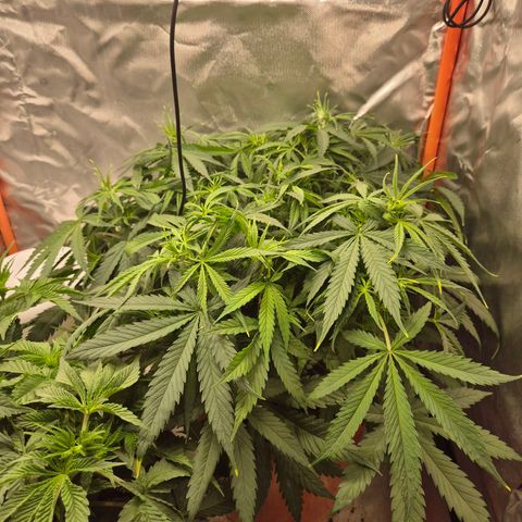 Afghani #1 (45-50bt) growlog timeline photo