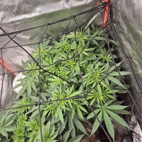 Afghani #1 (45-50bt) growlog timeline photo