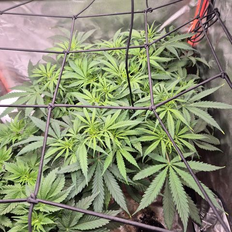 Afghani #1 (45-50bt) growlog timeline photo