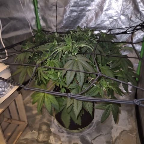 Biscotti (56-70bt) growlog timeline photo