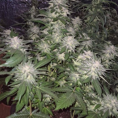 Moby 🍆  growlog timeline photo