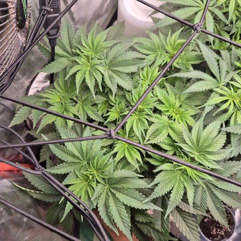 WTF- Königin Mimosa evo 👑👑👑 (65-70bt) growlog timeline photo