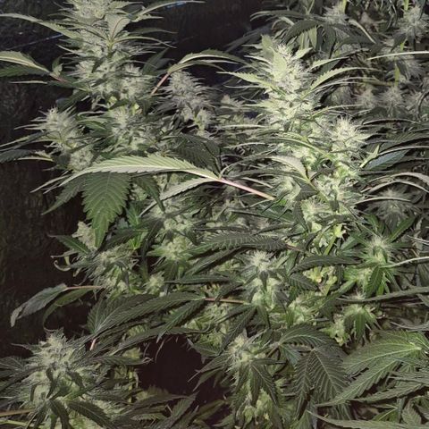 Moby 🍆  growlog timeline photo