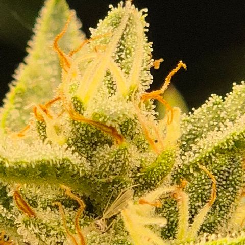 Moby 🍆  growlog timeline photo