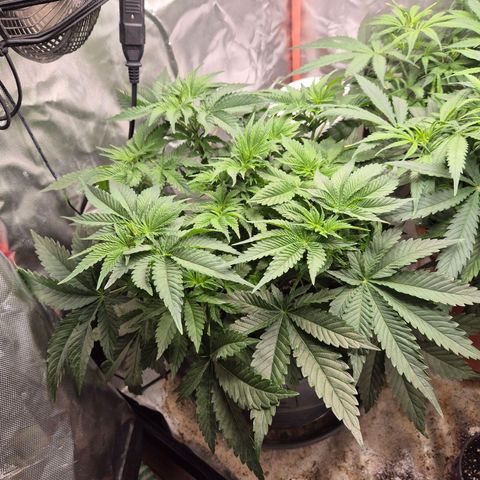 WTF- Königin Mimosa evo 👑👑👑 (65-70bt) growlog timeline photo