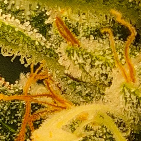 Moby 🍆  growlog timeline photo