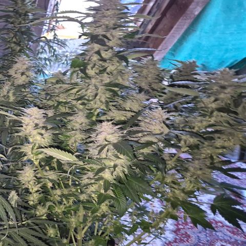 Moby 🍆  growlog timeline photo