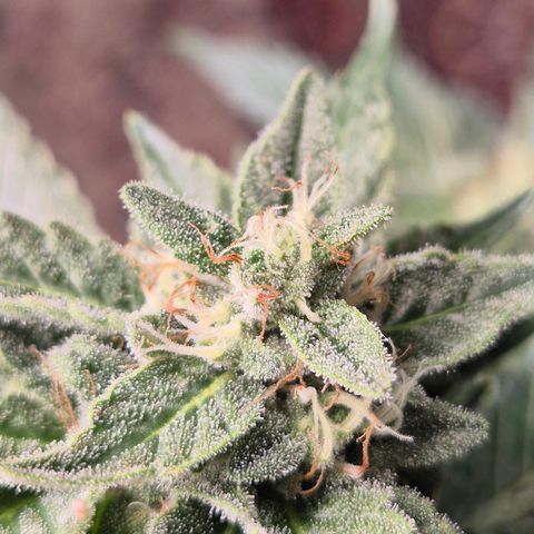 Moby 🍆  growlog timeline photo
