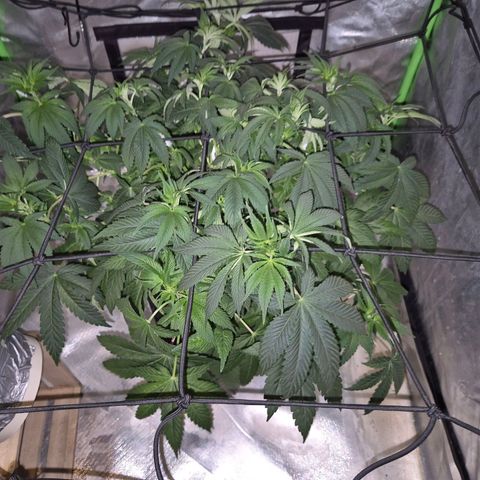 Biscotti (56-70bt) growlog photo: Wie so eine Pflanze halt aussieht, wenn man sie nervt😅
