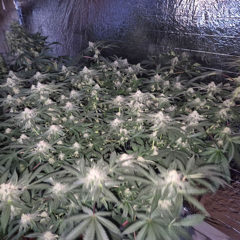 Apple crumble Ben growlog timeline photo