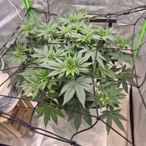 Biscotti (56-70bt) growlog timeline photo