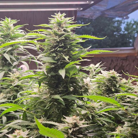 Moby 🍆  growlog timeline photo