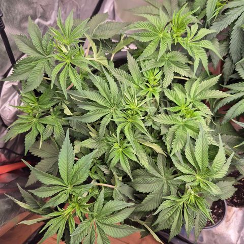 WTF- Königin Mimosa evo 👑👑👑 (65-70bt) growlog timeline photo