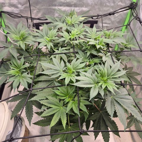 Biscotti (56-70bt) growlog timeline photo